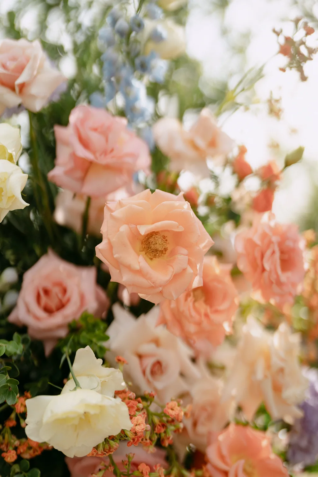 Peach roses and blue delphinium in the ceremony flowers, up close