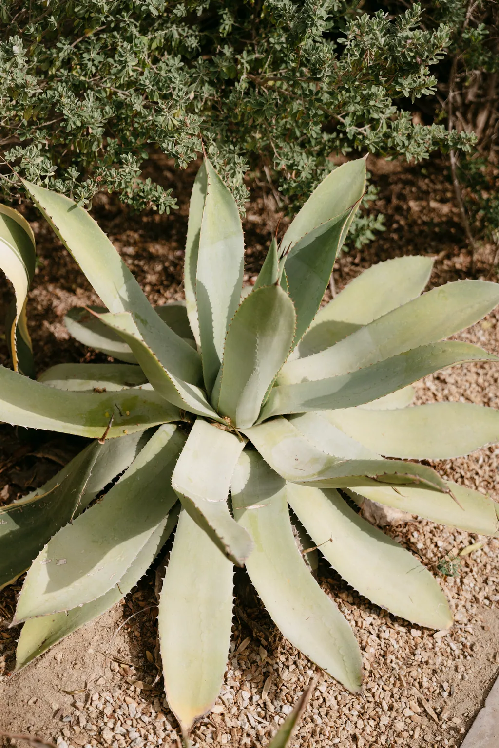An agave opening out in the garden at Acre