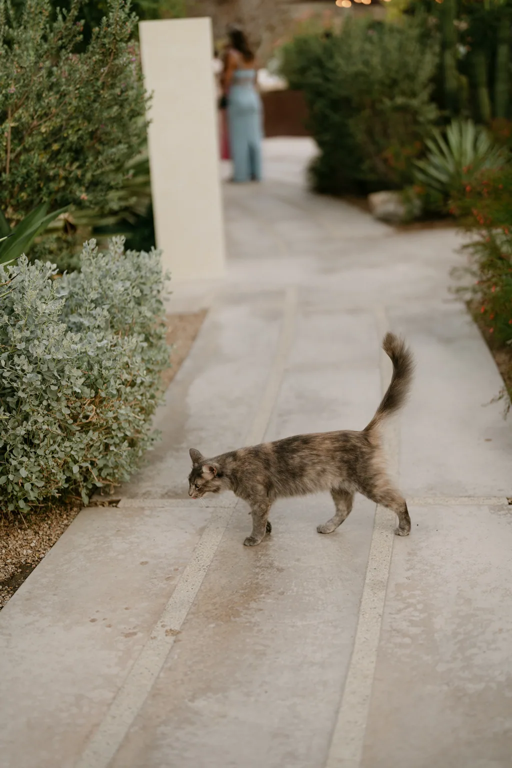 A cat crossing the garden path at Acre